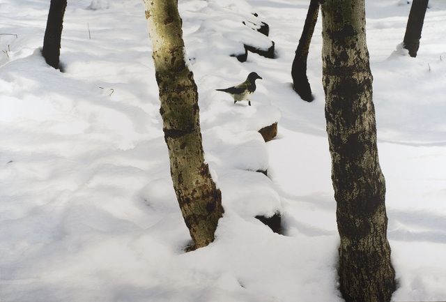 Abbas Kiarostami, Trees and Crow, 2005