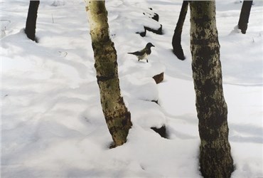 Photography, Abbas Kiarostami, Trees and Crow, 2005, 20284