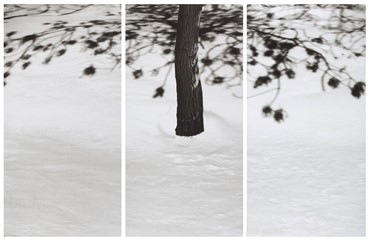 Photography, Abbas Kiarostami, Snow White, , 16799