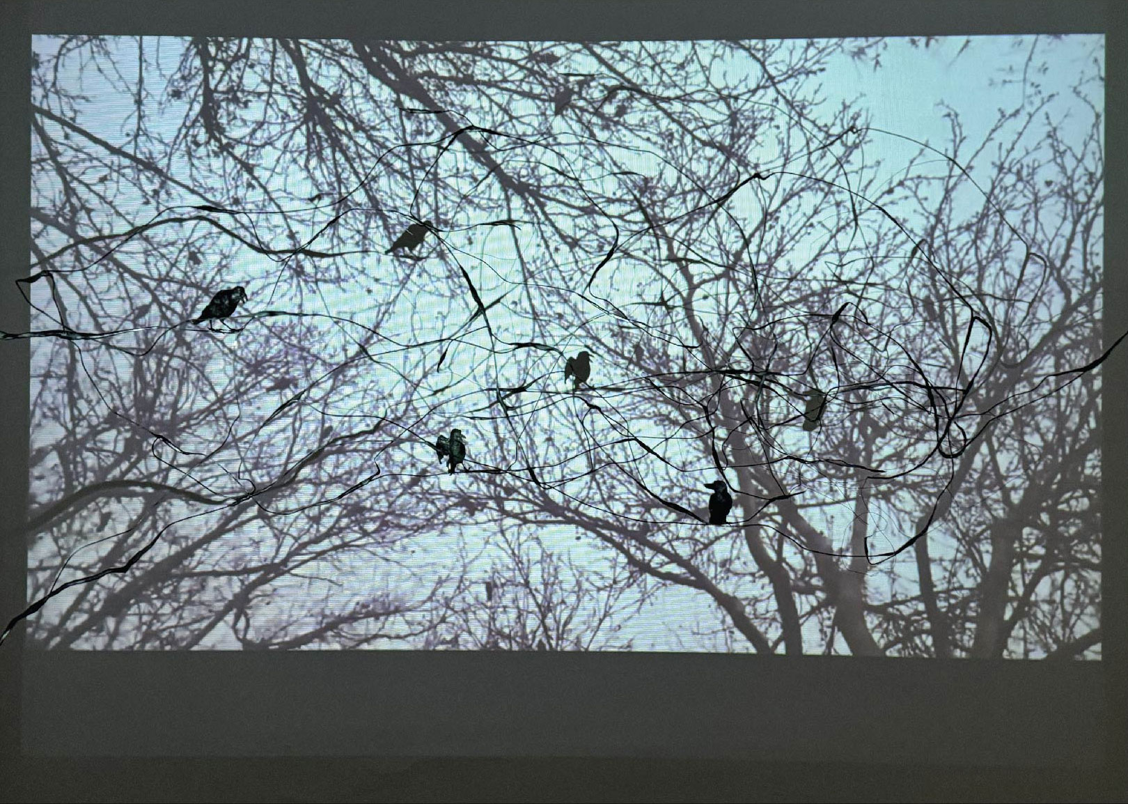 Fatemeh Safari, Untitled, 0
