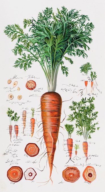 Painting, Elaheh Ramezani, Studying Specimen, Sorted, Serialized: Carrot, 2025, 83725