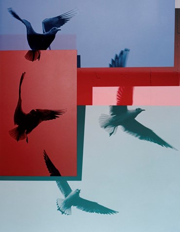 Photography, Shirana Shahbazi, Red and blue seagulls, 2020, 70794
