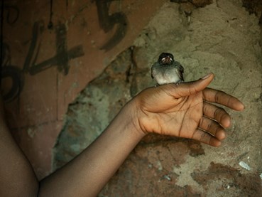 Photography, Newsha Tavakolian, Hand of Theresa with a bird, 2024, 80219