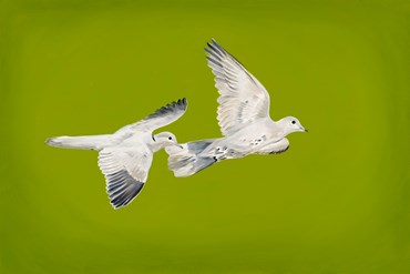 , Mahsa Tehrani, Two Pigeons, 2022, 61411