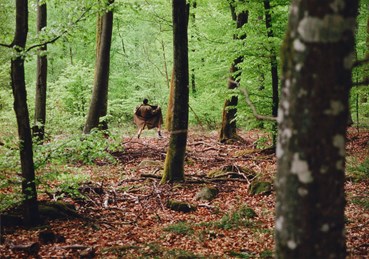 Photography, Sirous Namazi, Flasher, 1997, 81172