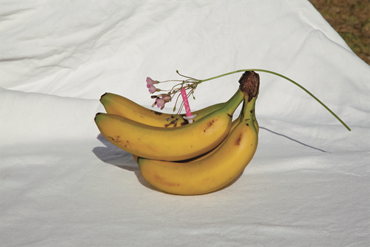 Photography, Melika Shafahi, Birthday Cake, 2025, 80028