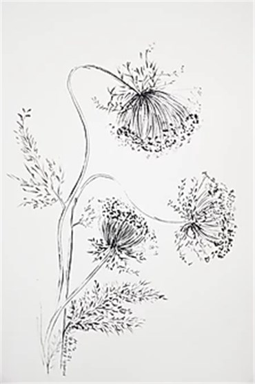 Drawing, Monir Shahroudy Farmanfarmaian, Queen Anne's Lace, 1988, 24580
