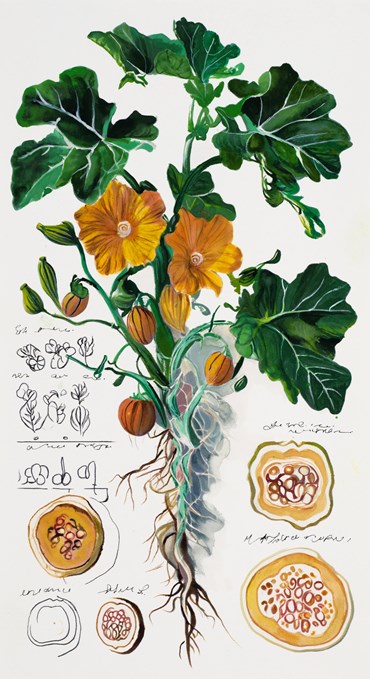 Painting, Elaheh Ramezani, Studying Specimen, Sorted, Serialized: Pumpkin, 2024, 83720