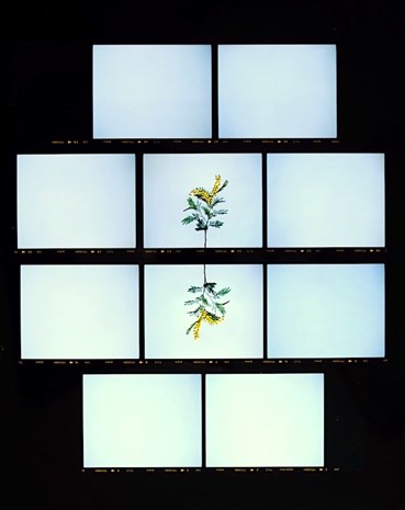 Print and Multiples, Sissi Farassat, Contactsheet 67, 2019, 75082