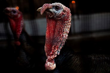 Photography, Nooshin Shafiei, Untitled, 2024, 79317