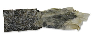 Zeinab Delnavaz, Untitled, 0, 0