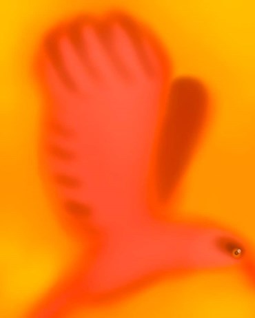 Alireza Mohseni, Bird, 2025, 0