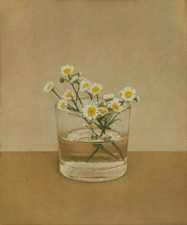 , kim sookang, Daisy Fleabane, 2023, 79080