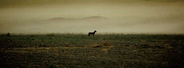 , Matin Jameie, Untitled, , 79990