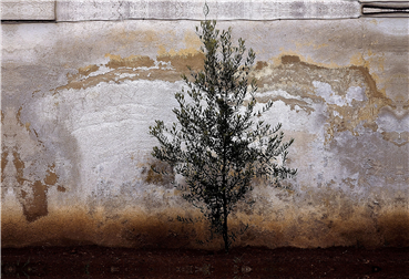 Photography, Abbas Kiarostami, Wall, , 8434