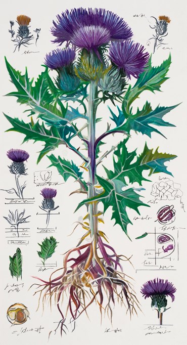 Painting, Elaheh Ramezani, Studying Specimen, Sorted, Serialized: Milk Thistle, 2024, 83707