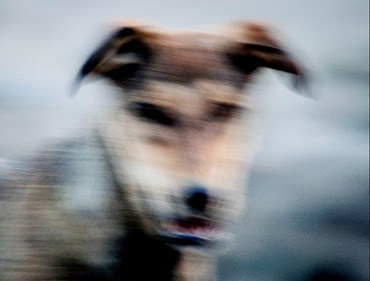 , Matin Jameie, Untitled, , 79992