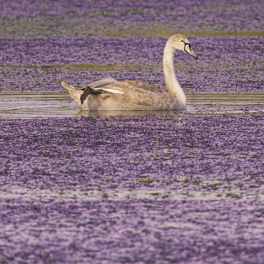 Allen Petrosian, Untitled, 0, 0