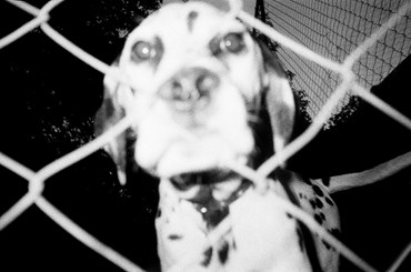 Photography, Kimia Askarian, Untitled, 2021, 76097