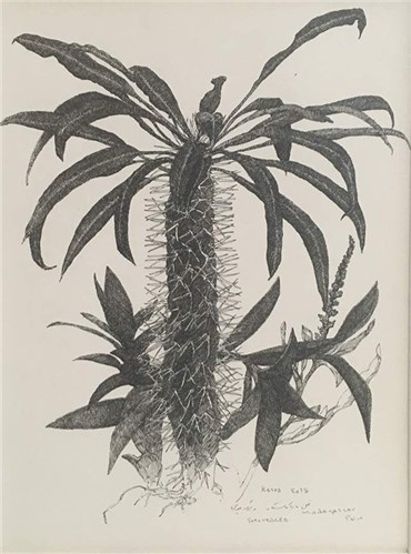 Drawing, Kasra Golrang, Madugascar palm, 2017, 35691