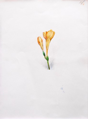 Drawing, Aydin Aghdashloo, Untitled, 2011, 69899