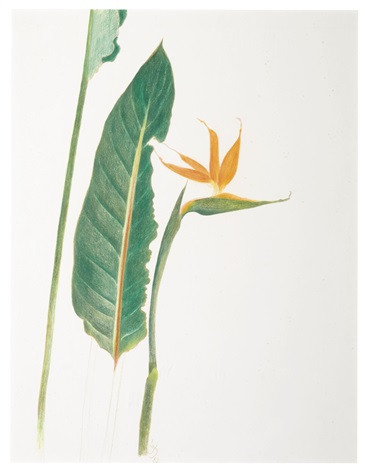 Leyly Matine Daftary, Untitled, 1982