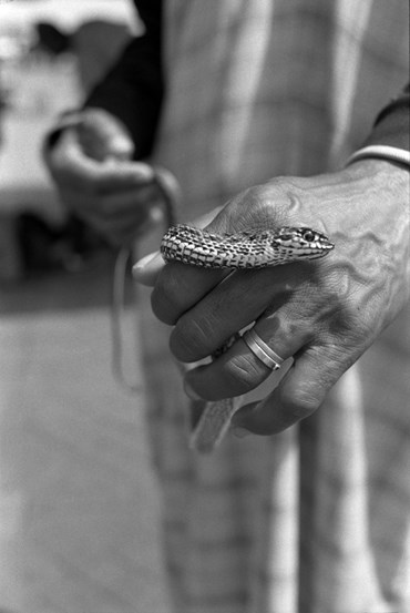 , Amak Mahmoodian, Untitled, 2023, 79313