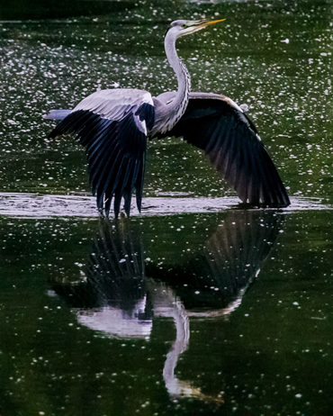 Allen Petrosian, Untitled, 0, 0