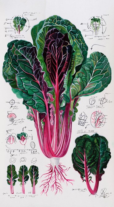 Painting, Elaheh Ramezani, Studying Specimen, Sorted, Serialized: Swiss Chard, 2025, 83726