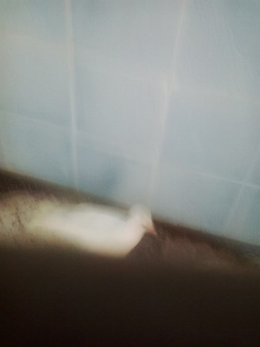 Sana Ahmadizadeh, Untitled, 2018, 0