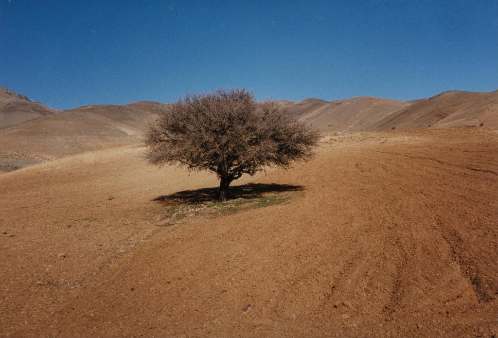 عباس کیارستمی، بدون عنوان، 1379
