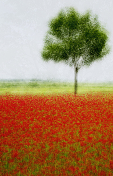 , Jacob Gils, Camps No.3, 2015, 73052