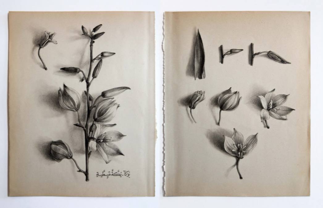 Morteza Pourhosseini, Yucca, 2025