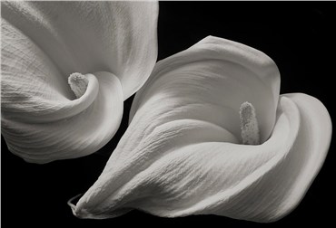 Kenro Izu, Untitled, 0, 0