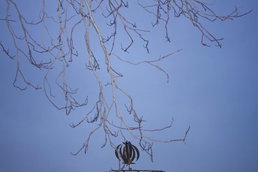 Rasa Hezarkhani, Untitled, 2017, 0