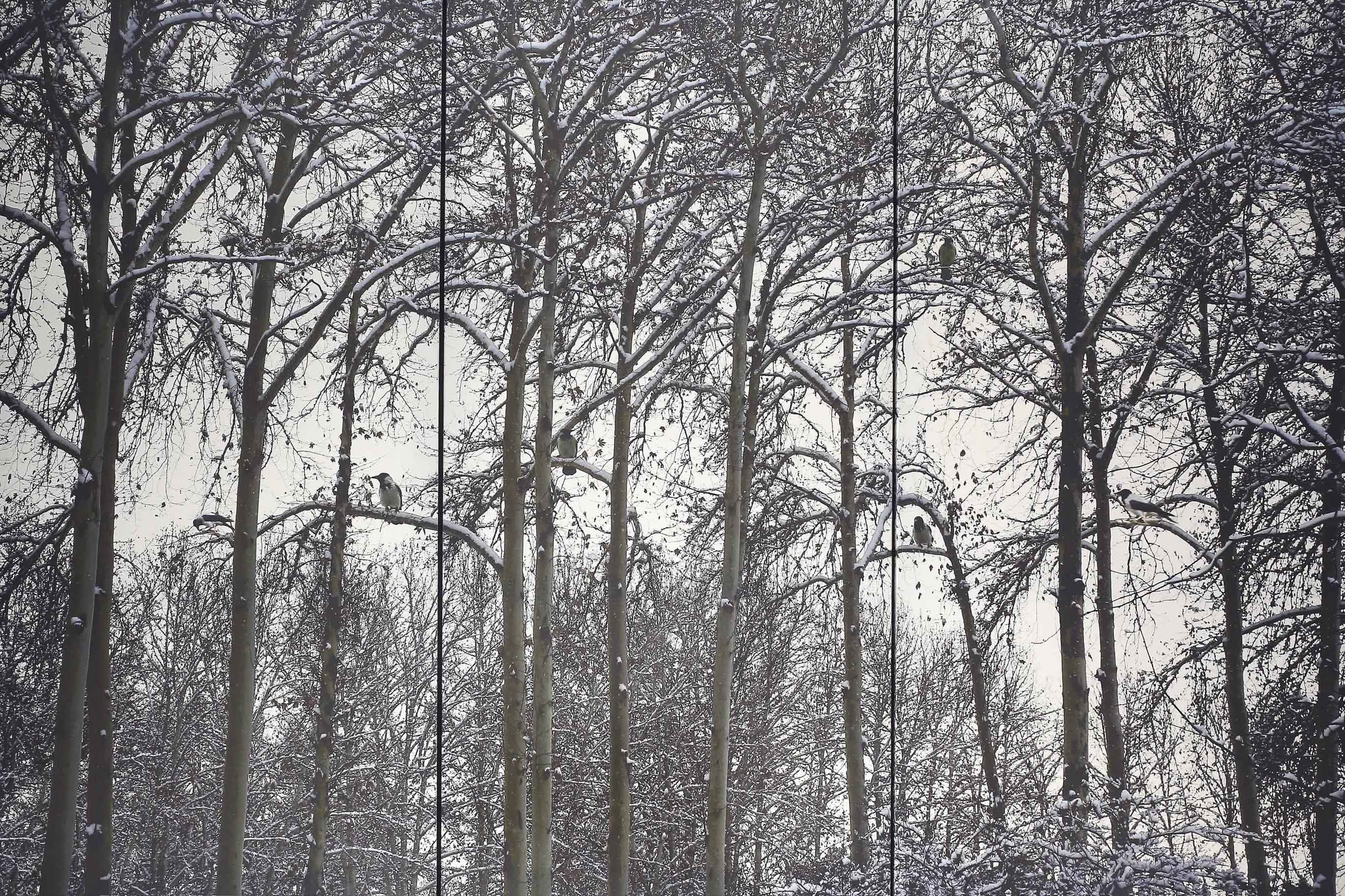 Abbas Kiarostami, Untitled, 2008