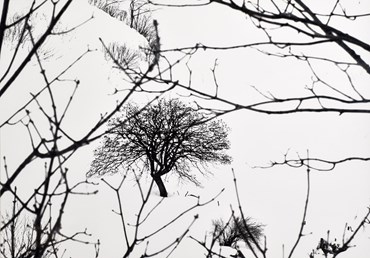 Photography, Abbas Gharib, Lonely Tree, 2012, 40186