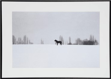 Photography, Abbas Kiarostami, Untitled, 2004, 36256