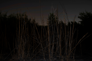 Forugh Taj, Untitled, Number 11 of 41, 2024, 0