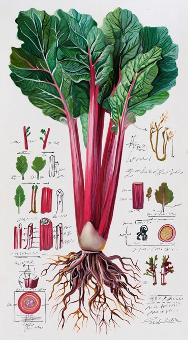 Painting, Elaheh Ramezani, Studying Specimen, Sorted, Serialized: Rhubarb, 2025, 83729