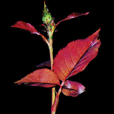 Photography, Mehrdad Afsari, A rose bud photographed inside a house located at 16 Azar St., Enghelab St., Tehran on the night of September 19th, 2022, 2023, 71677