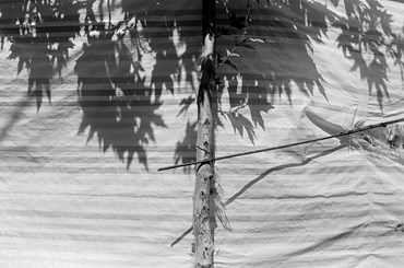 Photography, Kimia Askarian, Untitled, 2021, 76098