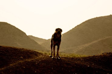 , Matin Jameie, Untitled, , 79991