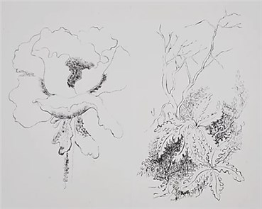 Drawing, Monir Shahroudy Farmanfarmaian, Poppy and Fern, 1986, 24579