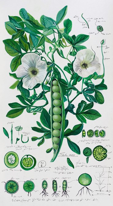 Painting, Elaheh Ramezani, Studying Specimen, Sorted, Serialized: Green Pea, 2025, 83731