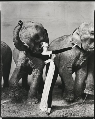 , Richard Avedon, Dovima with Elephants, Evening Dress by Christian Dior, Cirque d’Hiver, Paris, 1955, 58687