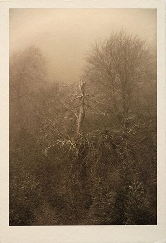 Shahin Esfandiari, Untitled, 2024