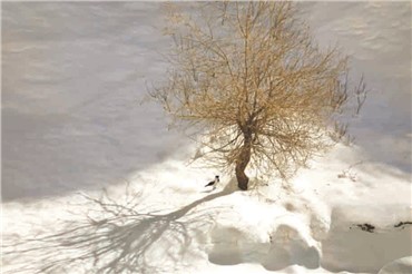 Photography, Abbas Kiarostami, Trees and Crows 30, 2007, 8868