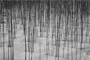 Photography, Abbas Kiarostami, Untitled, 2010, 5027