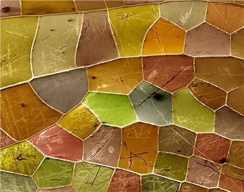 ماکرو یا میکرو؟